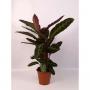 CALATHEA warscewiczii H80 P19
