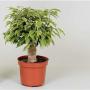 FICUS kinky H30 P12-DECO