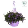 CAMPANULA purple H50 SUSPØ25
