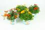 Bidens beedance h17-p13