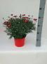 ANTHEMIS rouge H40 P19
