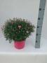 ANTHEMIS rose H40 P19