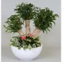 COMPOSITION ficus Crazy Tree H40 P22