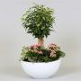 Composition ficus kalanchoe h35-cpeø22-ceram