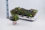 CALIBRACHOA trio Fleurs Doubles 3P H20 P12