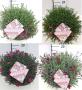 DIANTHUS H40 CPEØ30