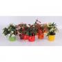 BEGONIA waterfall H20 P12-TST