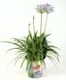 Agapanthus bl h45-p17-ccp