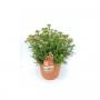 Achillea millefolium 'big boys' xxl h45-p26