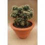 CEREUS peruvianus Monstruosus H20 P13