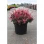 Berberis thunbergii inspiration h40-c10l