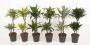 Dracaena 45-15-p19