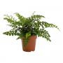 ASPLENIUM parvati H30 P12
