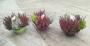 Calluna beauty sisters high five h35-cpeø27