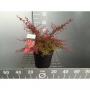 BERBERIS thunbergii Orange Dream H20 C3L