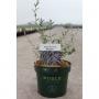 Buddleja alternifolia unique® noble® h30-c3.6l
