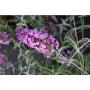Buddleja davidii 'sophie'® h30-p3.6