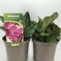 Bergenia ouverture h30-p17