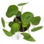 Pilea peperomoides h25-p13
