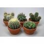 CACTUS h237 H20 P17