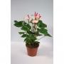 Anthurium sweet lips 5/6flr-h45-p12