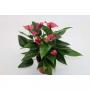 ANTHURIUM purple H45 P12