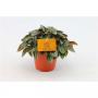 PEPEROMIA napoli Night H20 P12