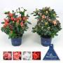 AZALEA hortinno Ø15 P9