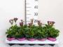 PRIMULA acaulis Mein Gartenwicht H15 P11-COUL