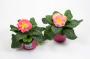 PRIMULA acaulis Chamaeleon H15 P11