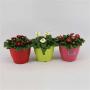 BELLIS H15 P14