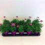 ANTHEMIS mauve ton sur ton H20 P10.5