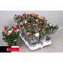 ROSIER carnaval H25 P10.5