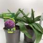 ALLIUM globemaster H20 P17