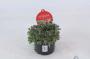 ANTENNARIA dioica Rouge H15 P12