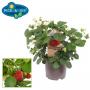 FRAISIER pick A Berry H35 P14