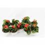 BEGONIA dragon Wing Rouge H25 P12