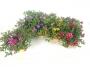 CALIBRACHOA rave Etoile H15 P11