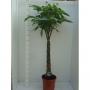 PACHIRA TG-TRESS H170 P31