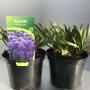 ALLIUM millennium H25 P17