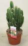 Cereus florida h15-p10.5