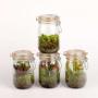 PLANTE carnivore H20 P10-VERR