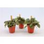 PEPEROMIA piccolo Banda Bambino H10 P5.5