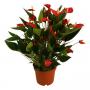 ANTHURIUM million Flowers Red 10/15 fleurs H35 P12