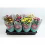 CHRYSANTHEME bicolor 5P H27 P14