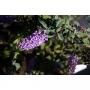 Buddleja davidii lilac chip® h25-c3l