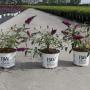BUDDLEJA davidii 'Miss Ruby'® Proven Winners® H40 C3L