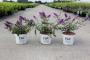 Buddleja d.'purple chip'® proven winners® h25-c3l 