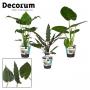 ALOCASIA H70 P19