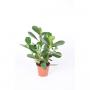 CLUSEA rosea Green Magic H35 P12